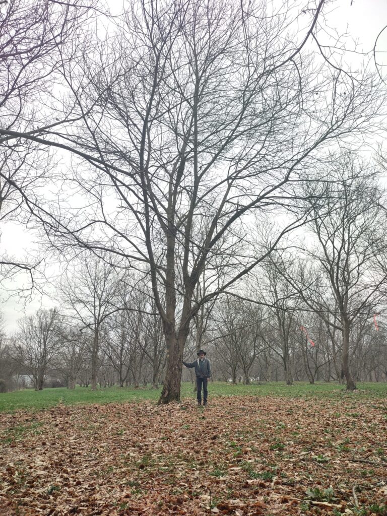 Chestnut trees growing in the US