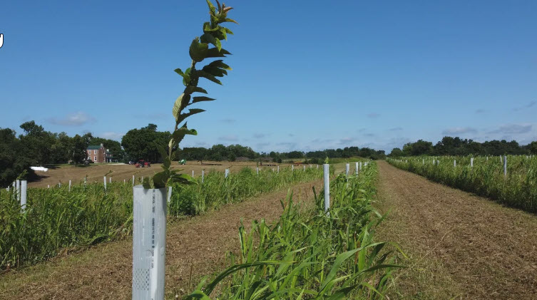 Alley Cropping With Hay In Kentucky Chestnut Orchards 