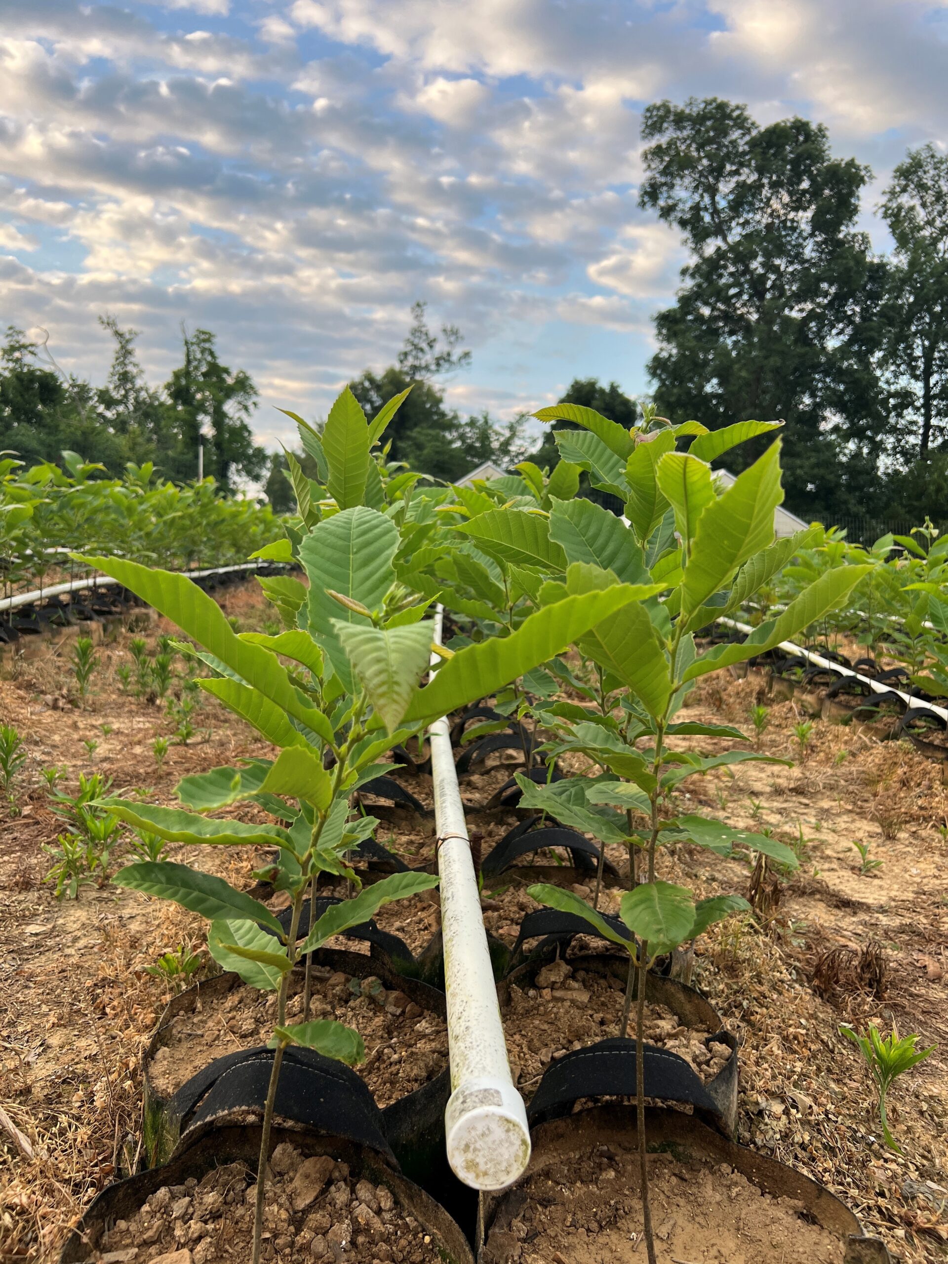 PQK In Nursery UMCA® PQK Seedling Growing In Nurseries at United Chestnuts