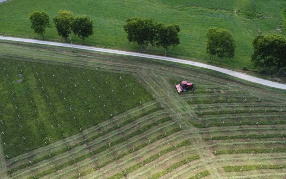 Agroforestry with chestnut trees growing in the US