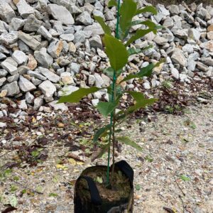 Ten 3'-5' Eaton Chestnut Seedlings