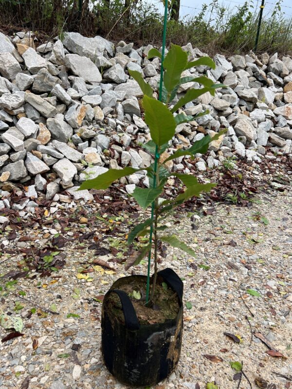 Five 3'-5' Sleeping Giant Chestnut Seedlings