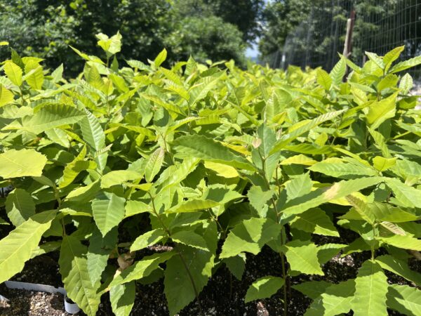 chestnuts in air pruning bed